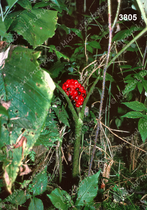 Jack-in-the-pulpit (Arisaema triphyllum)